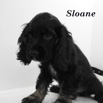 puppy, for, sale, Cocker Spaniel, Joe & Cherri  Overlease, dog, breeder, Miller, MO, dog-breeder, puppy-for-sale, forsale, nearby, find, puppyfind, locator, puppylocator, aca